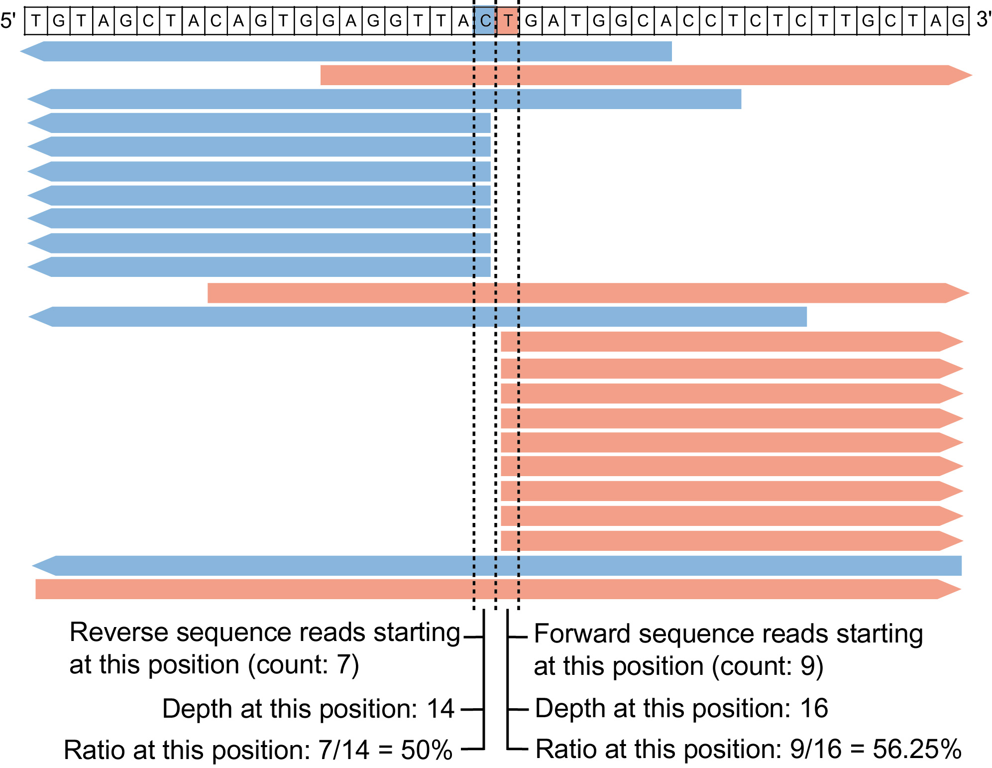 (digenome-seq schematics)